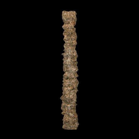 3.3" Fulgurite Petrified Lighting Strike Glass Sahara Desert Algeria - Fossil Age Minerals