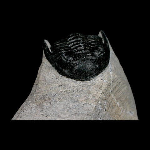 2.3" Metacanthina Issoumourensis Trilobite Fossil Devonian Age 400 Mil Yrs Old COA
