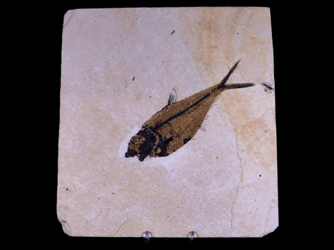 5.4" Diplomystus Dentatus Fossil Fish Green River FM WY Eocene Age COA, Stand - Fossil Age Minerals