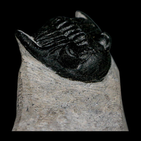 2.3" Metacanthina Issoumourensis Trilobite Fossil Devonian Age 400 Mil Yrs Old COA