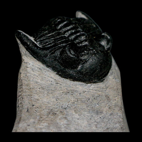 2.3" Metacanthina Issoumourensis Trilobite Fossil Devonian Age 400 Mil Yrs Old COA