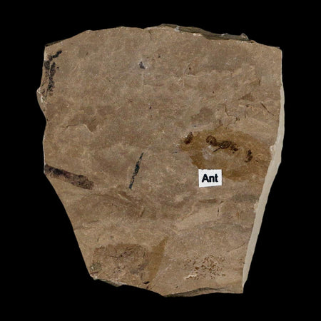 0.3" Fossil Ant Insect Green River Formation Uintah County Utah Eocene Age