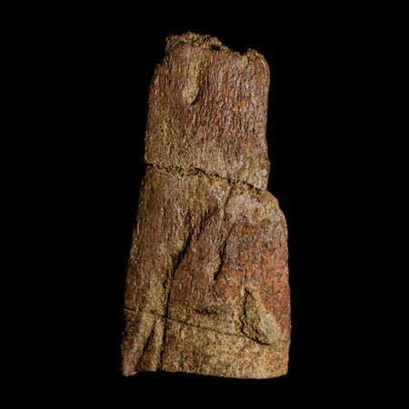 3.7" Triceratops Fossil Frill Blood Groves Lance Creek FM Cretaceous Dinosaur WY COA