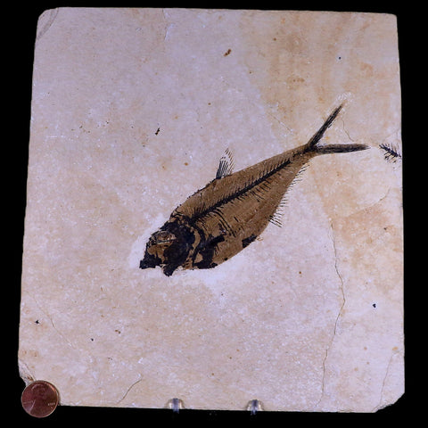 5.4" Diplomystus Dentatus Fossil Fish Green River FM WY Eocene Age COA, Stand - Fossil Age Minerals
