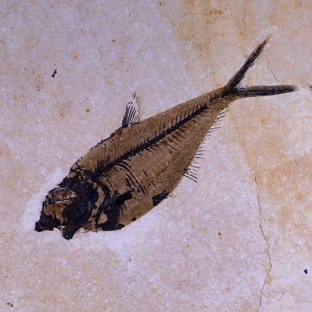 XL 5.4" Diplomystus Dentatus Fossil Fish Green River FM WY Eocene Age COA, Stand