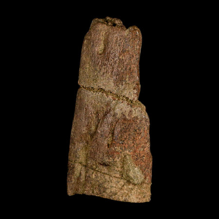 3.7" Triceratops Fossil Frill Blood Groves Lance Creek FM Cretaceous Dinosaur WY COA