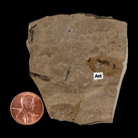 0.3" Fossil Ant Insect Green River Formation Uintah County Utah Eocene Age