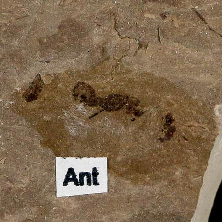 0.3" Fossil Ant Insect Green River Formation Uintah County Utah Eocene Age