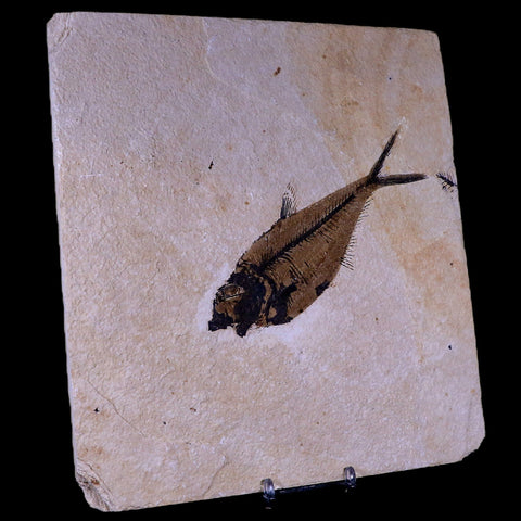 5.4" Diplomystus Dentatus Fossil Fish Green River FM WY Eocene Age COA, Stand - Fossil Age Minerals