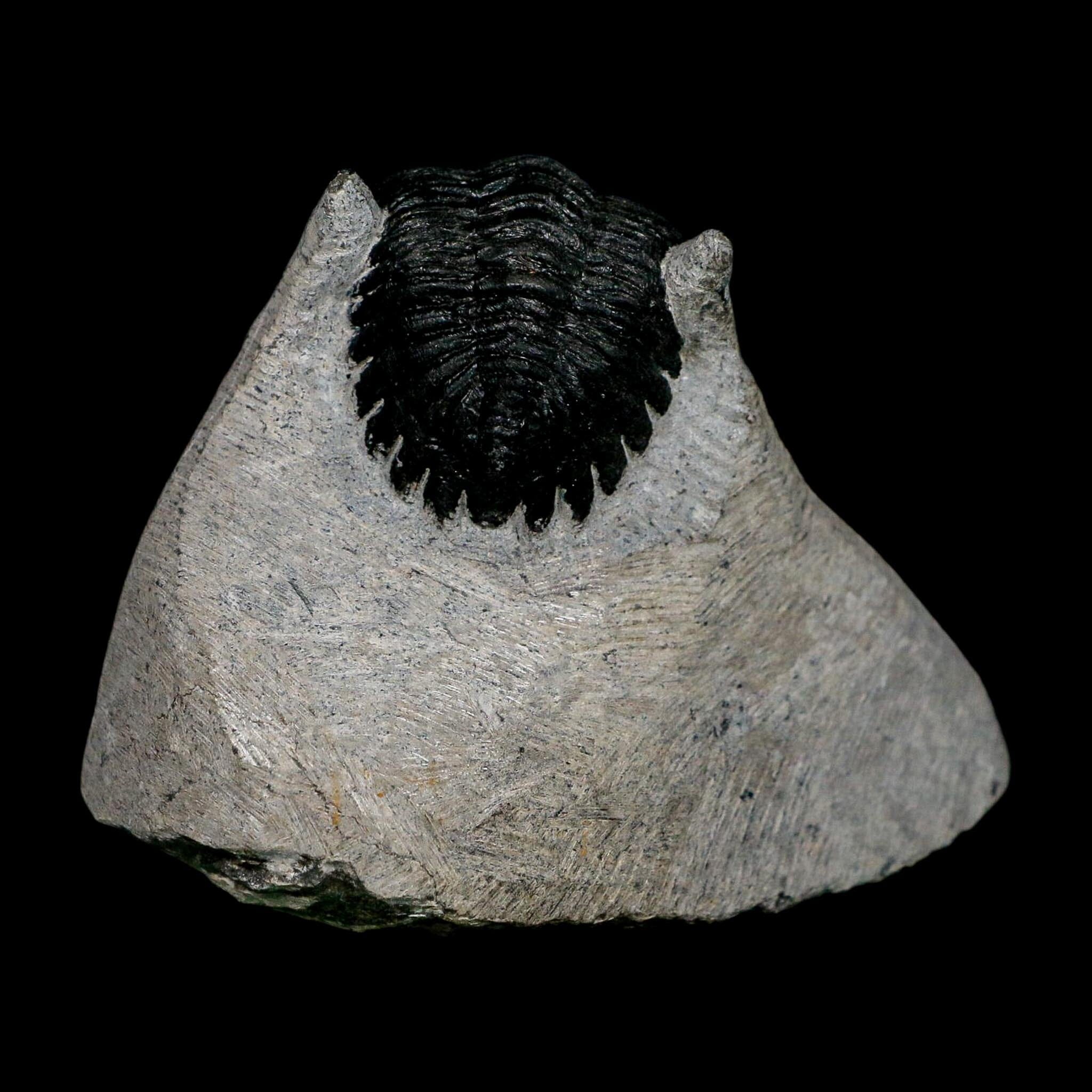 2.3" Metacanthina Issoumourensis Trilobite Fossil Devonian Age 400 Mil Yrs Old COA - Fossil Age Minerals