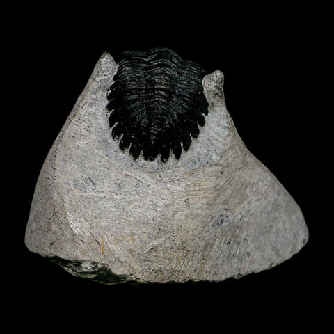 2.3" Metacanthina Issoumourensis Trilobite Fossil Devonian Age 400 Mil Yrs Old COA