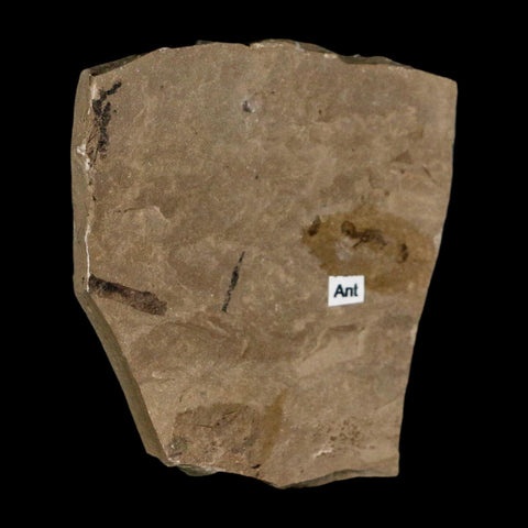 0.3" Fossil Ant Insect Green River Formation Uintah County Utah Eocene Age