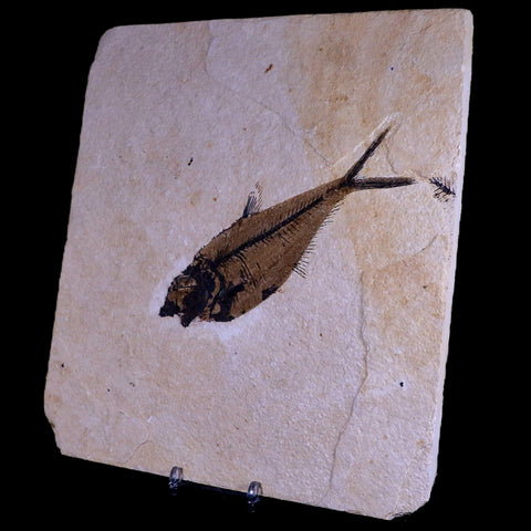 XL 5.4" Diplomystus Dentatus Fossil Fish Green River FM WY Eocene Age COA, Stand - Fossil Age Minerals