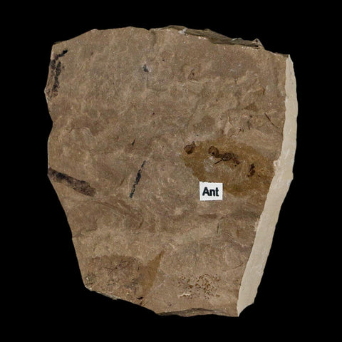 0.3" Fossil Ant Insect Green River Formation Uintah County Utah Eocene Age