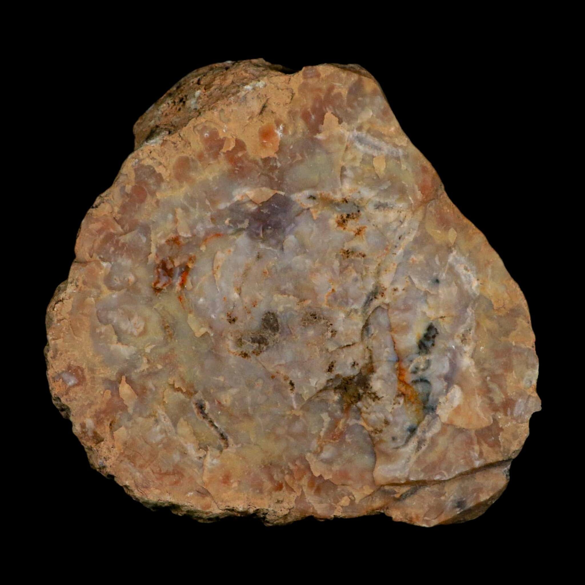 5.3" Dinosaur Coprolite Fossil Polished Slab Specimen Poop Dung Harry Mountain Utah - Fossil Age Minerals