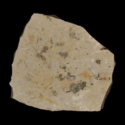 0.3" Fossil Ant Insect Green River Formation Uintah County Utah Eocene Age