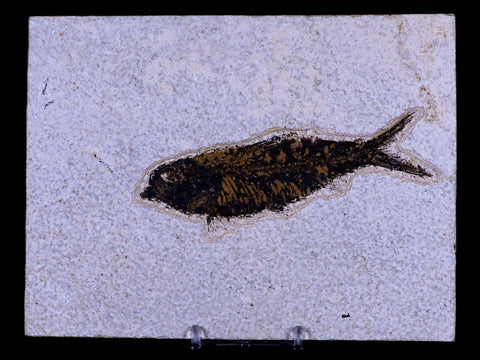 XL 4.5" Knightia Eocaena Fossil Fish Green River FM WY Eocene Age COA & Stand - Fossil Age Minerals
