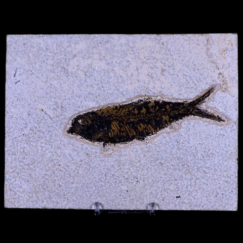 XL 4.5" Knightia Eocaena Fossil Fish Green River FM WY Eocene Age COA & Stand - Fossil Age Minerals
