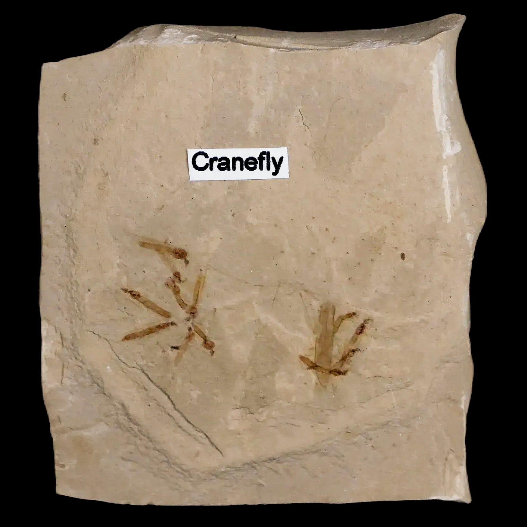 Fossil Crane Flies Mortality Plate Insect Green River FM Uintah County UT Eocene Age - Fossil Age Minerals