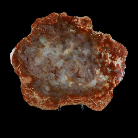 7.9" Dinosaur Coprolite Fossil Polished Slab Specimen Poop Dung Harry Mountain Utah