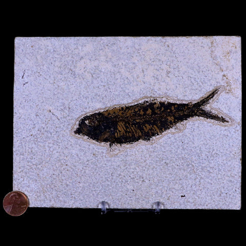 XL 4.5" Knightia Eocaena Fossil Fish Green River FM WY Eocene Age COA & Stand - Fossil Age Minerals