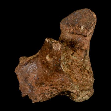 2.9" Triceratops Fossil Vertebrae Process Lance Creek FM Cretaceous Dinosaur Wy COA