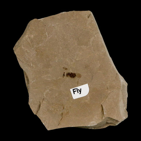 0.3" Fossil Fly Insect Green River Formation Uintah County Utah Eocene Age