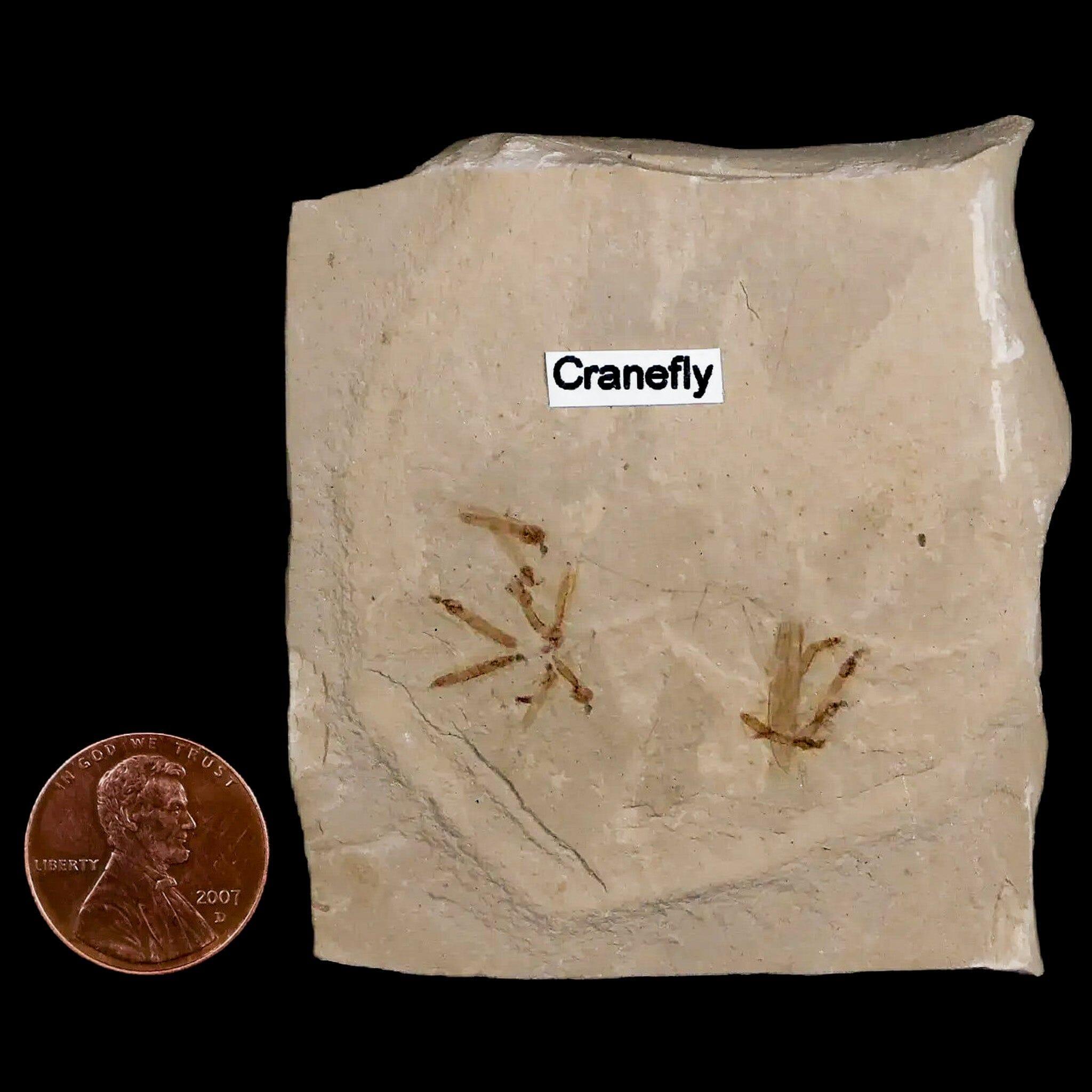 Fossil Crane Flies Mortality Plate Insect Green River FM Uintah County UT Eocene Age - Fossil Age Minerals