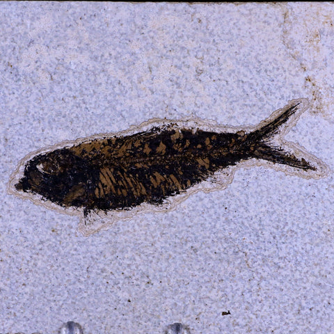 XL 4.5" Knightia Eocaena Fossil Fish Green River FM WY Eocene Age COA & Stand - Fossil Age Minerals