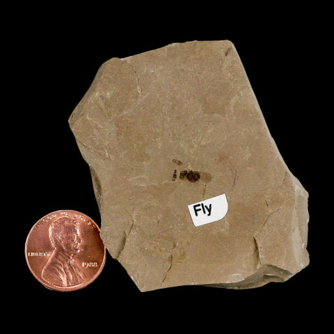 0.3" Fossil Fly Insect Green River Formation Uintah County Utah Eocene Age