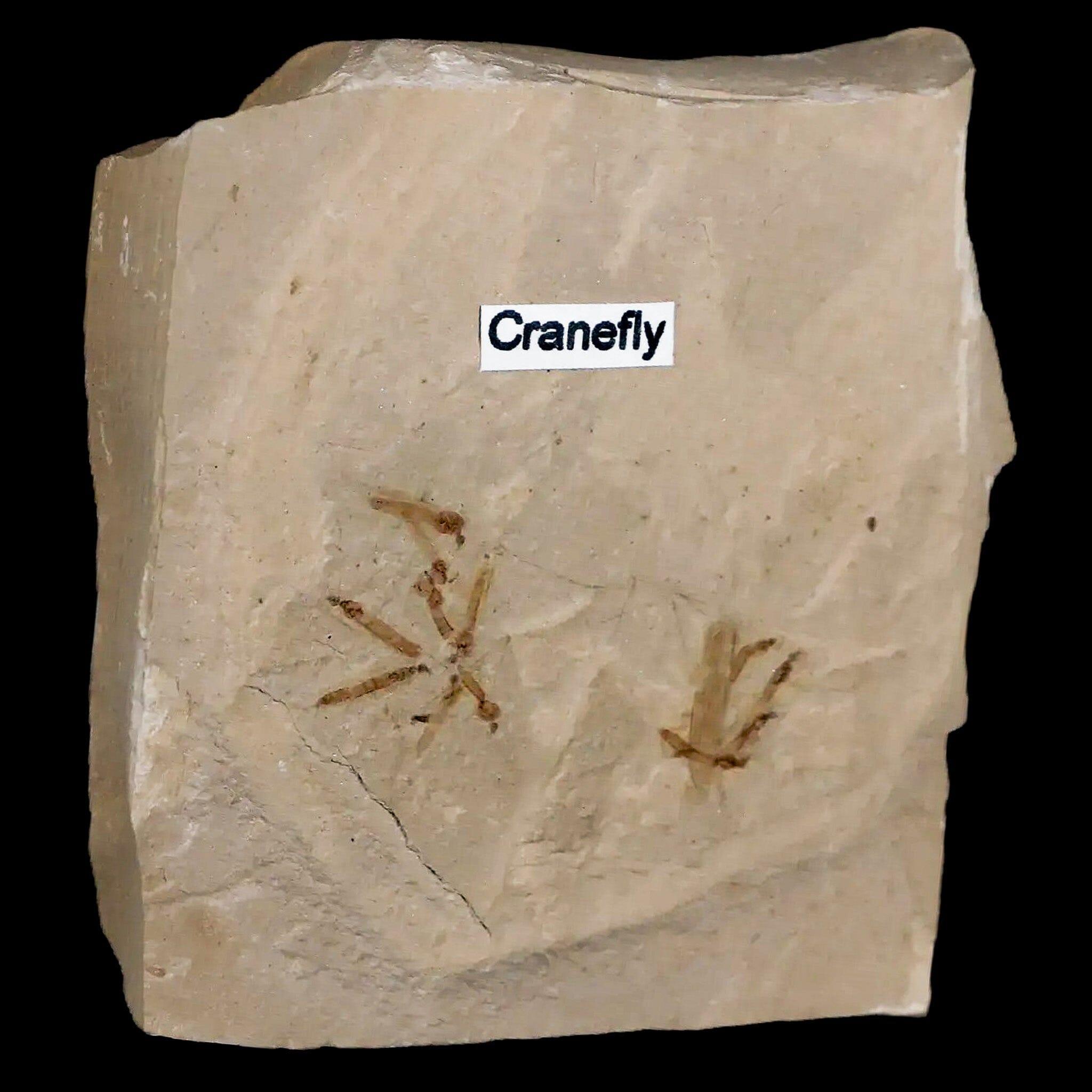 Fossil Crane Flies Mortality Plate Insect Green River FM Uintah County UT Eocene Age - Fossil Age Minerals