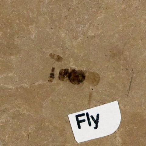 0.3" Fossil Fly Insect Green River Formation Uintah County Utah Eocene Age