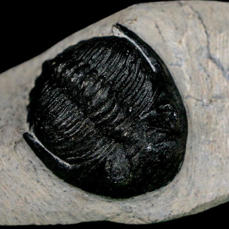 1.9" Metacanthina Issoumourensis Trilobite Fossil Devonian Age 400 Mil Yrs Old COA