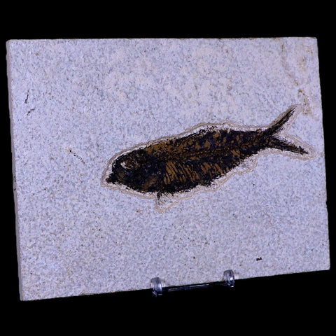 XL 4.5" Knightia Eocaena Fossil Fish Green River FM WY Eocene Age COA & Stand - Fossil Age Minerals