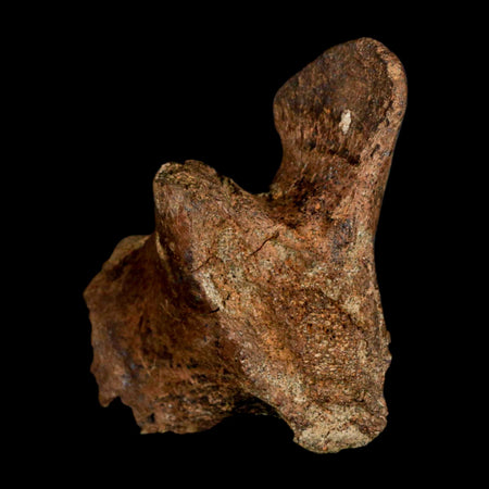 2.9" Triceratops Fossil Vertebrae Process Lance Creek FM Cretaceous Dinosaur Wy COA