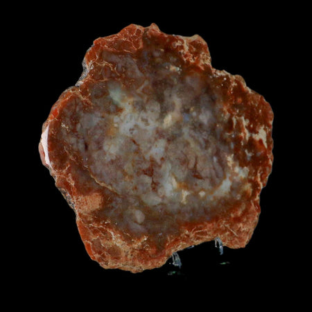 7.9" Dinosaur Coprolite Fossil Polished Slab Specimen Poop Dung Harry Mountain Utah