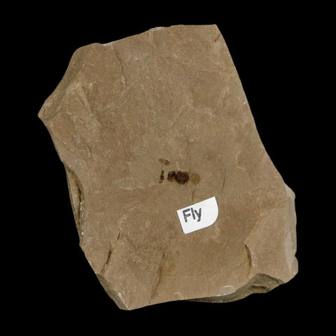 0.3" Fossil Fly Insect Green River Formation Uintah County Utah Eocene Age