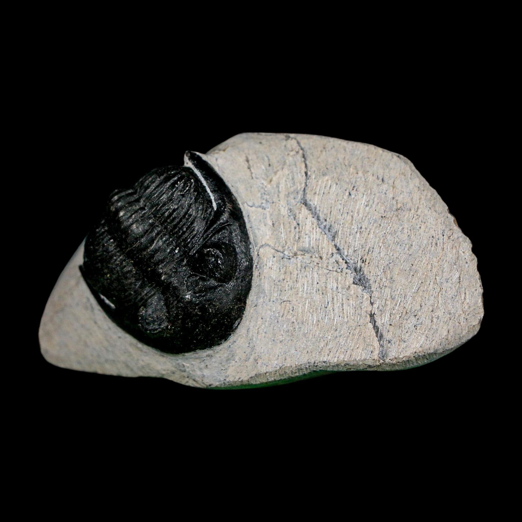 1.9" Metacanthina Issoumourensis Trilobite Fossil Devonian Age 400 Mil Yrs Old COA - Fossil Age Minerals