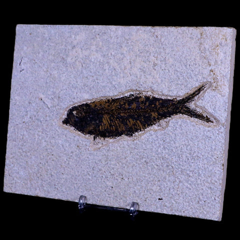 XL 4.5" Knightia Eocaena Fossil Fish Green River FM WY Eocene Age COA & Stand - Fossil Age Minerals