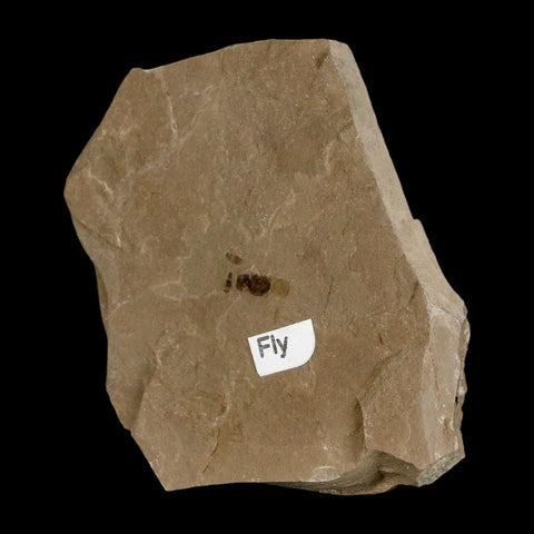 0.3" Fossil Fly Insect Green River Formation Uintah County Utah Eocene Age