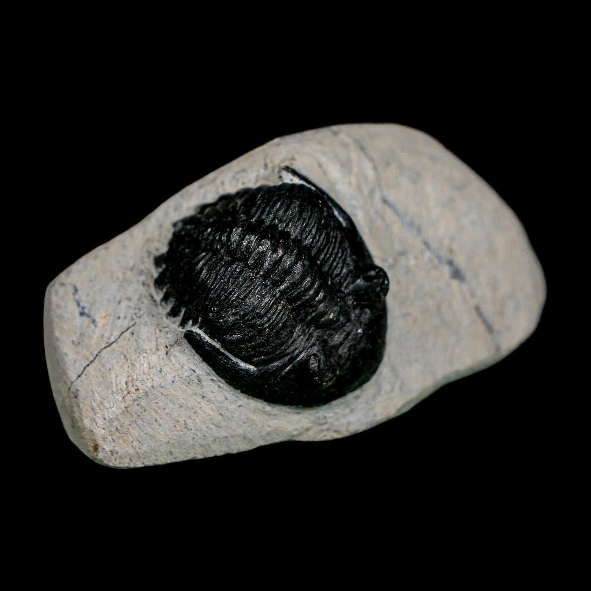 1.9" Metacanthina Issoumourensis Trilobite Fossil Devonian Age 400 Mil Yrs Old COA - Fossil Age Minerals