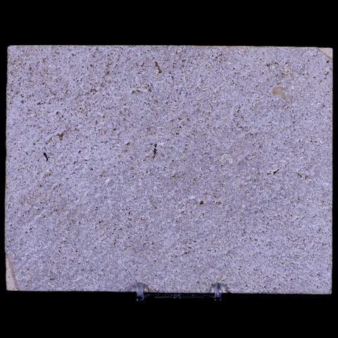 XL 4.5" Knightia Eocaena Fossil Fish Green River FM WY Eocene Age COA & Stand - Fossil Age Minerals