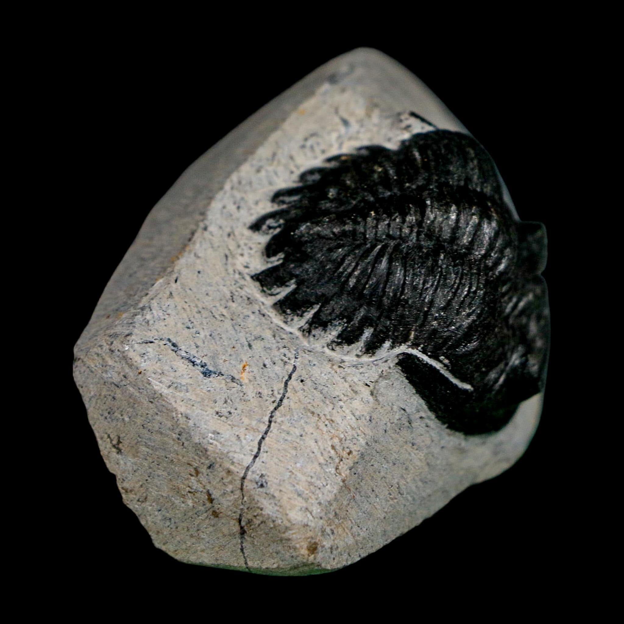 1.9" Metacanthina Issoumourensis Trilobite Fossil Devonian Age 400 Mil Yrs Old COA - Fossil Age Minerals