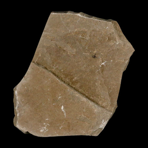 0.3" Fossil Fly Insect Green River Formation Uintah County Utah Eocene Age