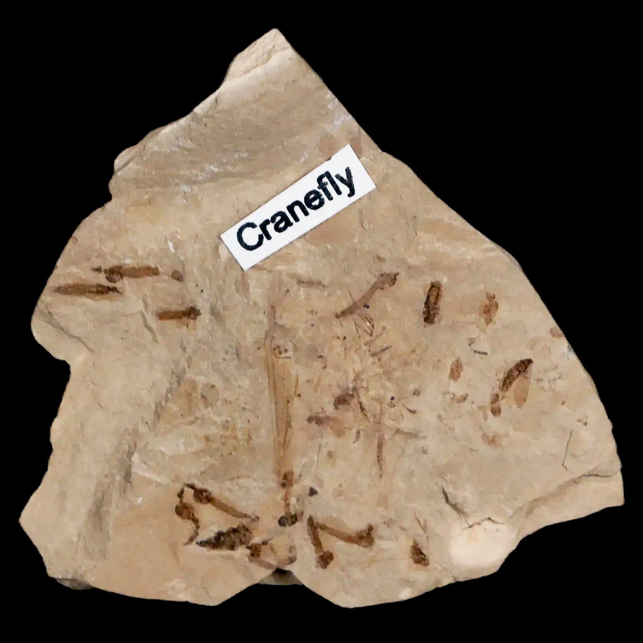 Fossil Crane Flies Mortality Plate Insect Green River FM Uintah County UT Eocene Age - Fossil Age Minerals