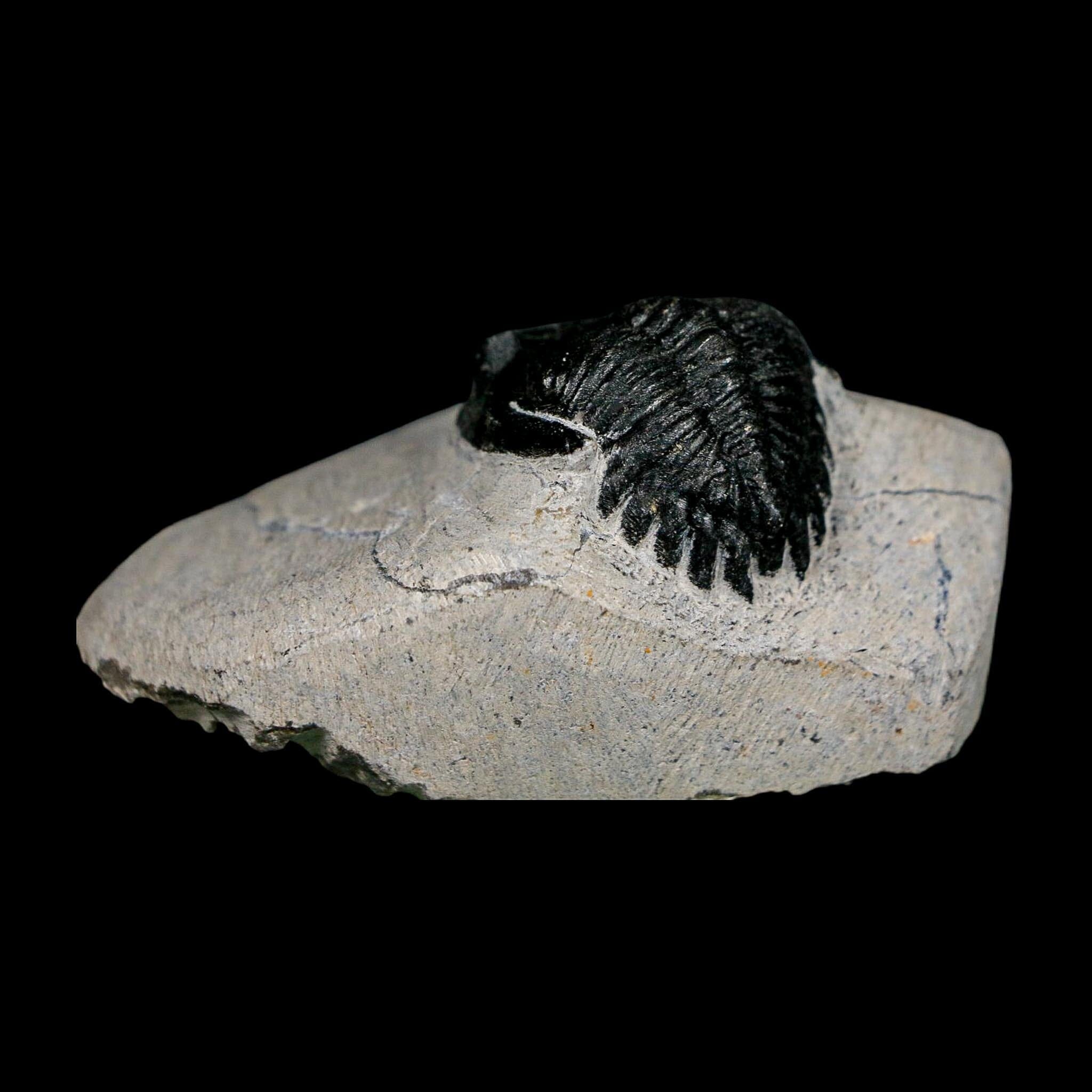 1.9" Metacanthina Issoumourensis Trilobite Fossil Devonian Age 400 Mil Yrs Old COA - Fossil Age Minerals
