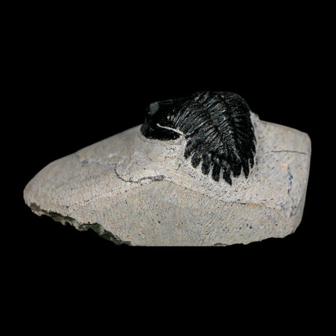 1.9" Metacanthina Issoumourensis Trilobite Fossil Devonian Age 400 Mil Yrs Old COA