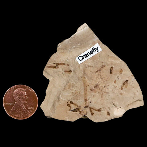 Fossil Crane Flies Mortality Plate Insect Green River FM Uintah County UT Eocene Age - Fossil Age Minerals