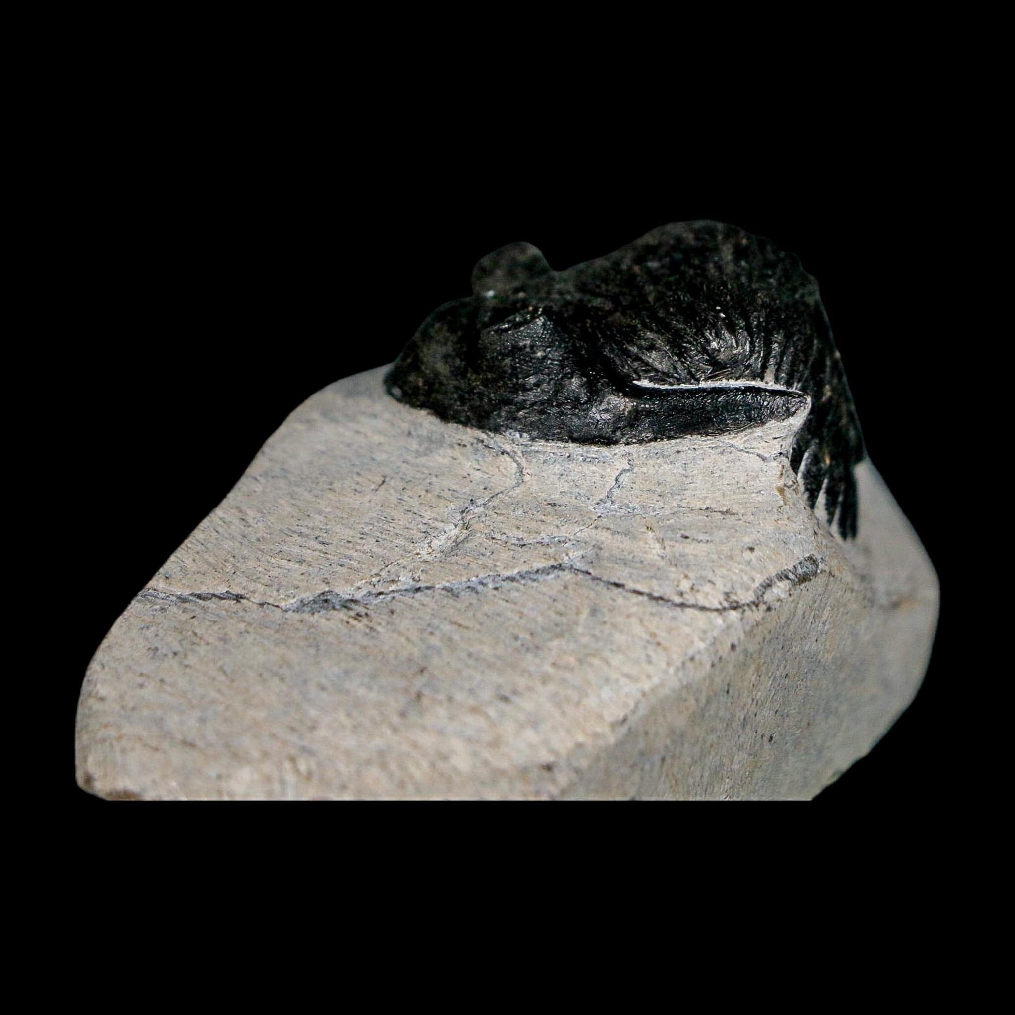 1.9" Metacanthina Issoumourensis Trilobite Fossil Devonian Age 400 Mil Yrs Old COA - Fossil Age Minerals