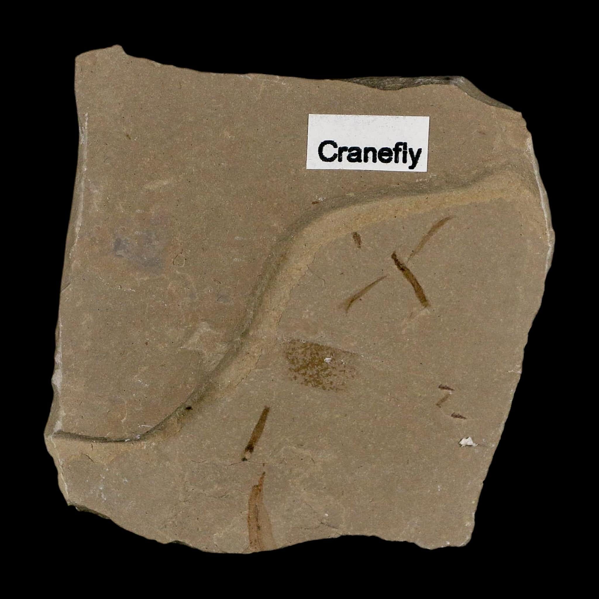 0.6" Fossil Crane Fly Insect Green River Formation Uintah County Utah Eocene Age - Fossil Age Minerals